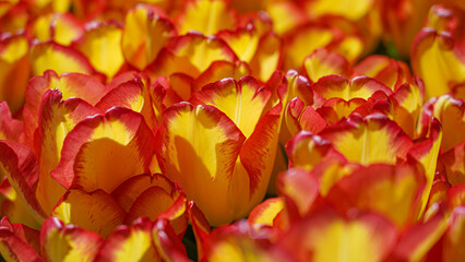 red and yellow flowers, tulips