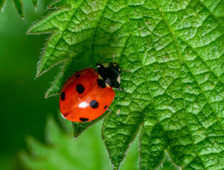 Seven-spot ladybird