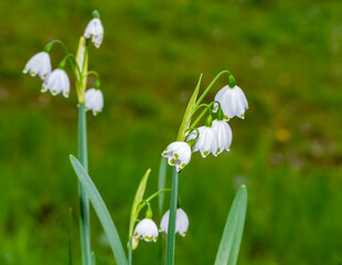 Summer snowflake flowers