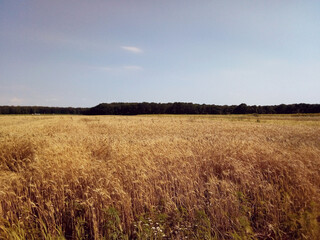 wheat field and sky