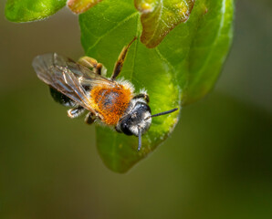 Mining bee