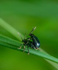 Mating leaf beetles