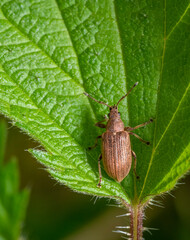 Common leaf weevil