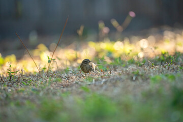 A Palm Warbler bird looking for insects on lawn grass backyard