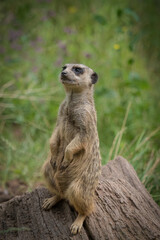 A cute meerkat closeup that is posing in front of the camera