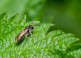 Sweat bee