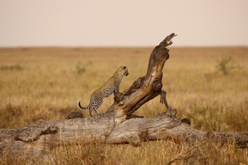 tree in the savannah with leopard gepard © Marco