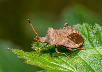 Macro shot of a dock bug resting on a green leaf in natural back
