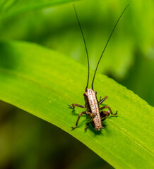 Bush cricket