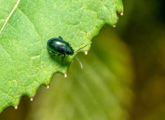 Altica flea beetle