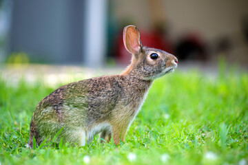 Grey small hare eating grass on summer field. Wild rabbit in nature