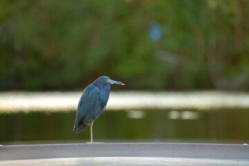 Little blue heron bird perching near lake water in Florida wetland