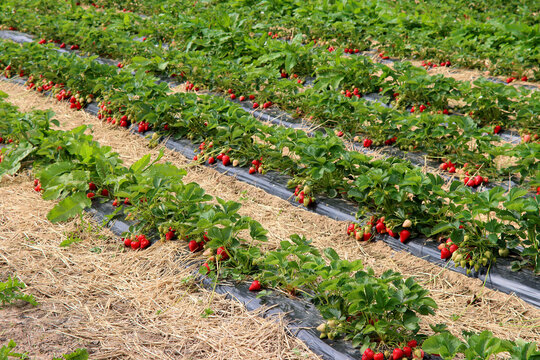 Erdbeerplantage in Baden