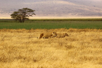 Fototapeta na wymiar Lions in serengeti