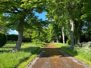 Beautiful tree lined lane, with wild plants and flowers, leading off from, Syke Lane, Halifax, UK