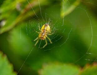 Cucumber green spider