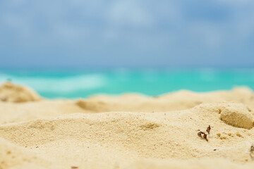 Fototapeta na wymiar Sandy beach on the Caribbean coast in Mexico.