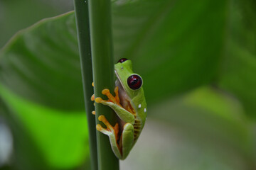 red-eyed tree frog