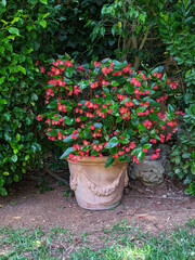 Fototapeta na wymiar Begonia semperflorens roja en maceta de barro en un jardín mediterráneo un día de primavera.