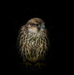 A Peregrine falcon closeup in a falcrony in saarburg, copy space