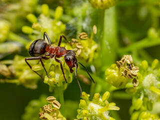 Fototapeta na wymiar Red wood ant