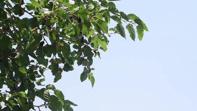 Plano estatico de un arbol de moras moviendo sus hojas con el viento arbol morus alfa o negris 