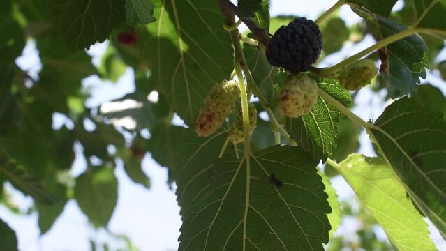 Morus negris morada y verde moviendose por el viento colgadas de un arbol fruta o mora natural vitaminica
