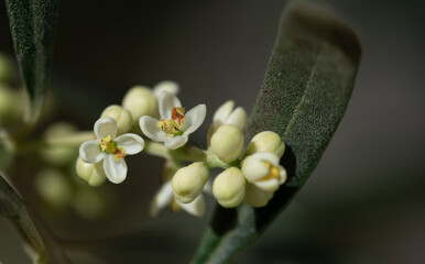 Close-up of a white delicate olive flower hanging from a branch. You can see the yellow pollen and...