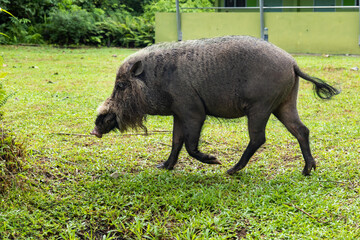 Bearded pig, Sus barbatus barbatus, feeding in Bako national park on grass. Borneo, Malaysia.