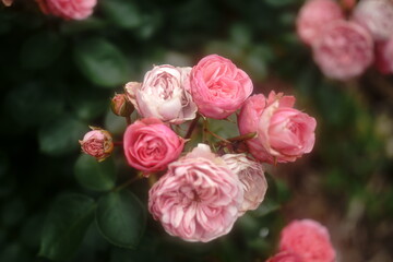 The flowers are starting to bloom