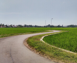 Fototapeta na wymiar Winding road in the middle of the rice fields. 