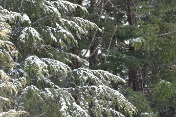 snow covered pine tree