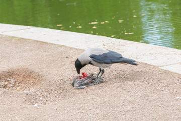 A Carrion Crow plucking and eating a dead Pigeon. A crow eating a dead pigeon on a city street. The...