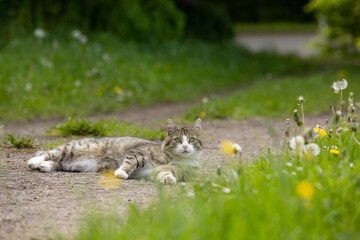 Kater im Frühling