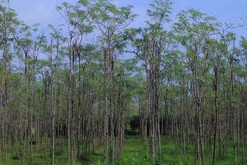 Eucalyptus trees