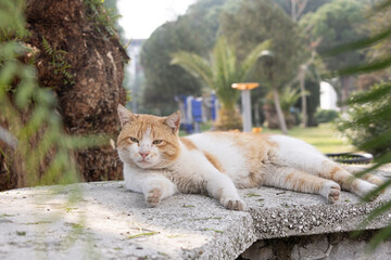 Fototapeta na wymiar Red tabby young cat sitting on concrete wall looks up, wants food, meows, close-up smiles, top view, soft selective focus