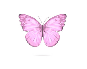 butterfly on white background
