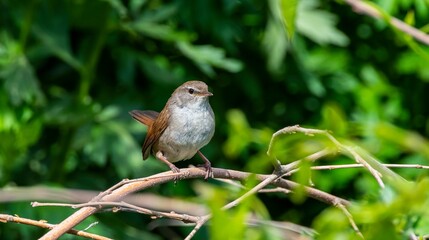 Fototapeta premium Cetti`s Warbler (Cettia cetti) is a songbird common in Asian and European countries.