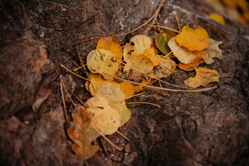 autumn leaves on the ground