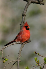male cardinal on a branch in snow