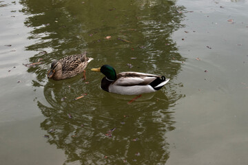 mallard birds, (city park) vienna