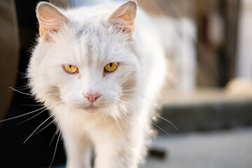 Close-up photo of a white cat walking on the street looking at camera. Yellow eyes. Bokeh. Artistic picture.
