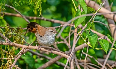 Cetti`s Warbler (Cettia cetti) is a songbird common in Asian and European countries.