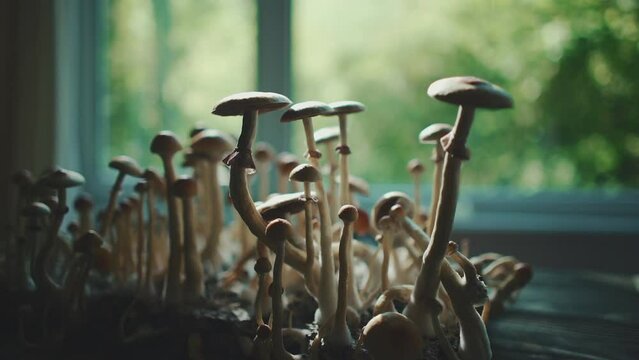 magic psychedelic psilocybin fungus mushrooms growing homemade for therapy