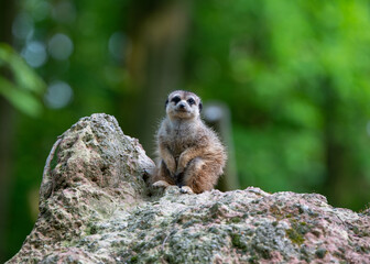 Slender-tailed meerkat (Suricata suricatta) on a mound 