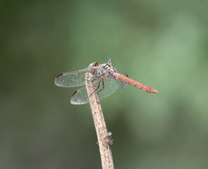 Roseate Skimmer