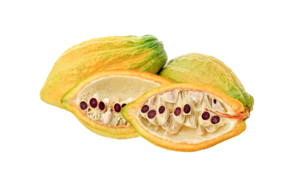 cocoa fruit isolited  on  transparent png