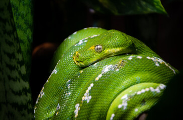 green snake on a branch