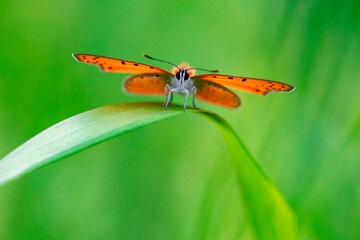 큰주홍부전나비