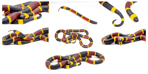 Many views of Venomous Eastern coral snake - Micrurus fulvius - close up macro of head, eye, tongue and pattern with great scale detail isolated on white background